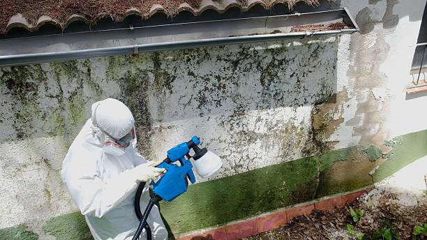 Trusted Mold Testing service in Reedville, VA - Cheap Mold Removal